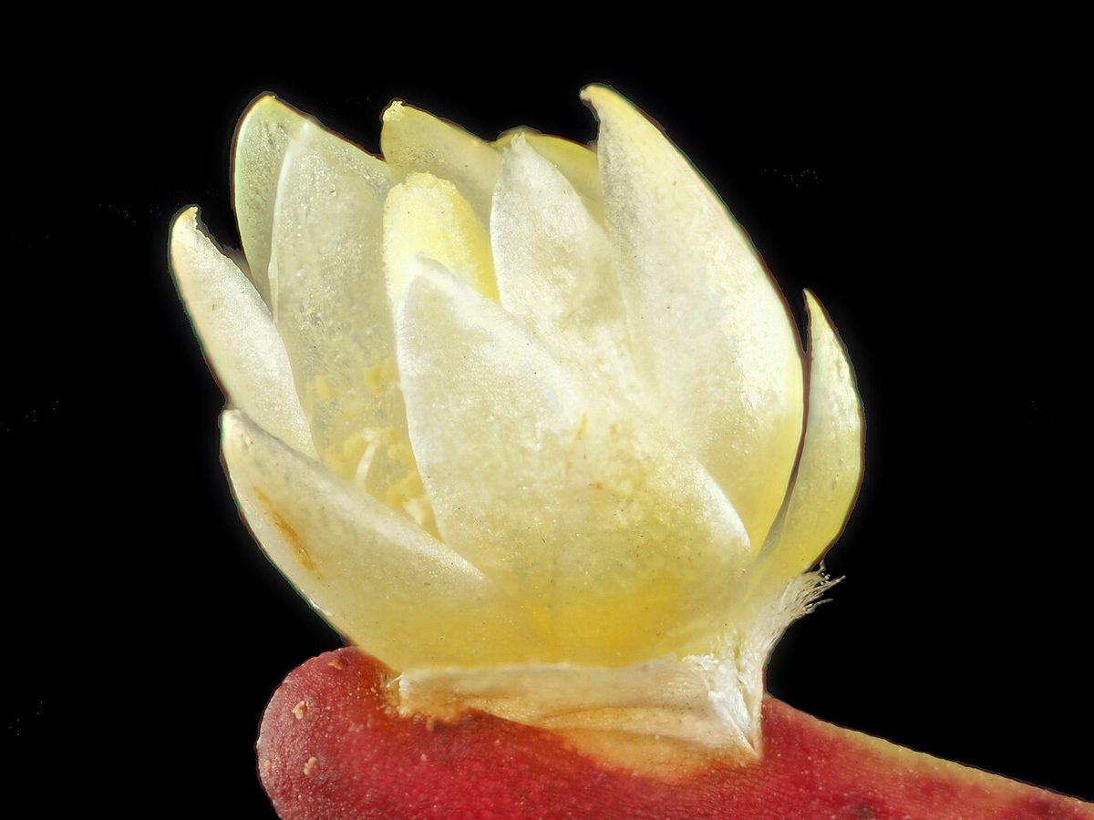 Rhipsalis