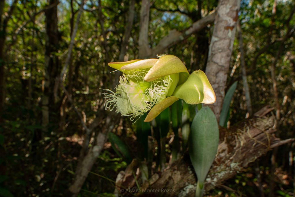 Rhyncholaelia