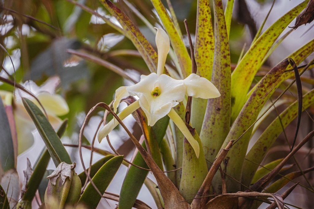 Rhyncholaelia glauca