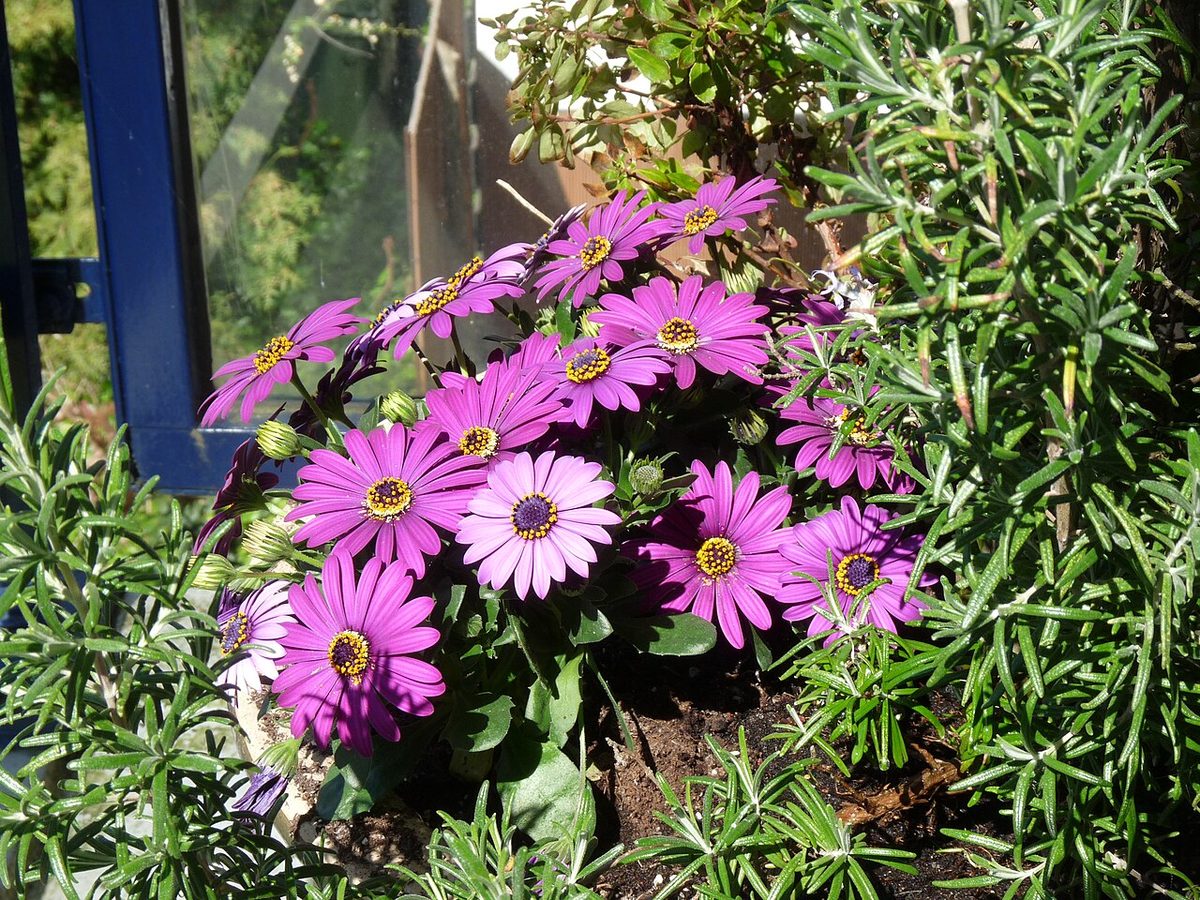 Rosmarinus