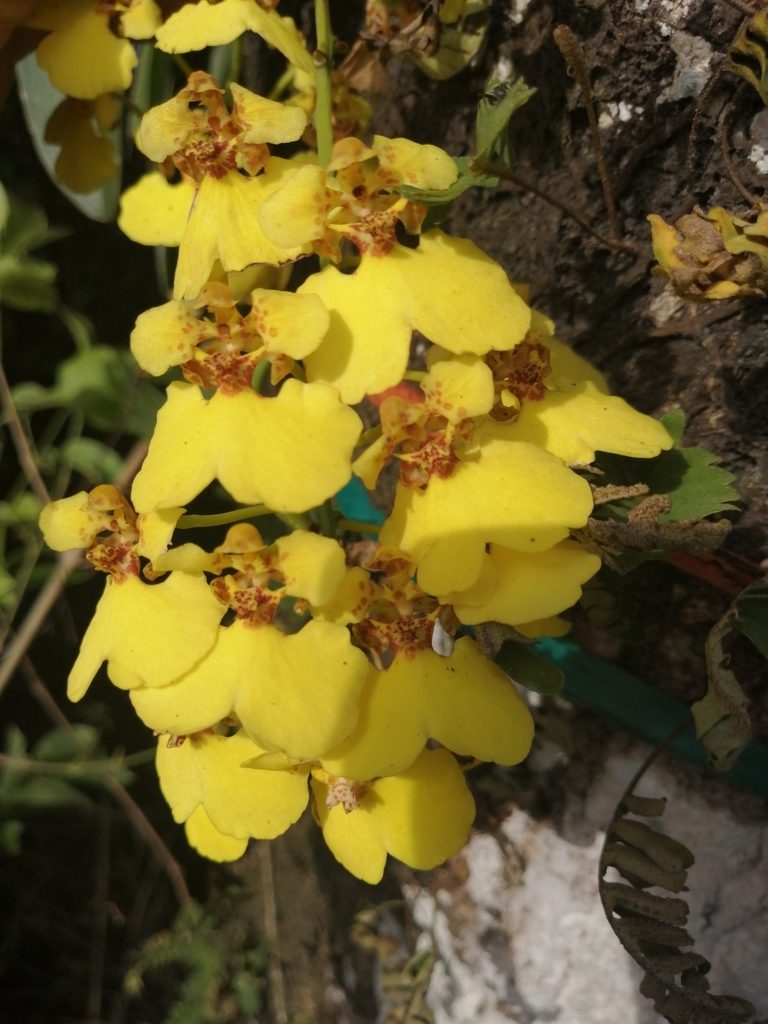 Rossioglossum