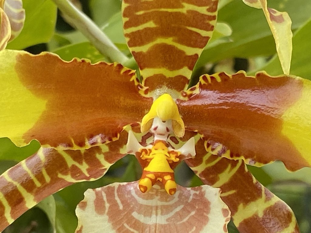 Rossioglossum grande