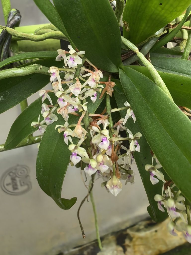Saccolabiopsis