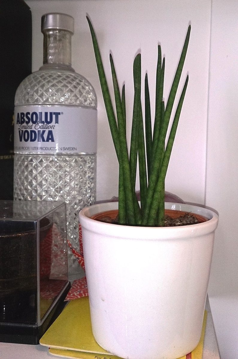 Dracaena bacularis