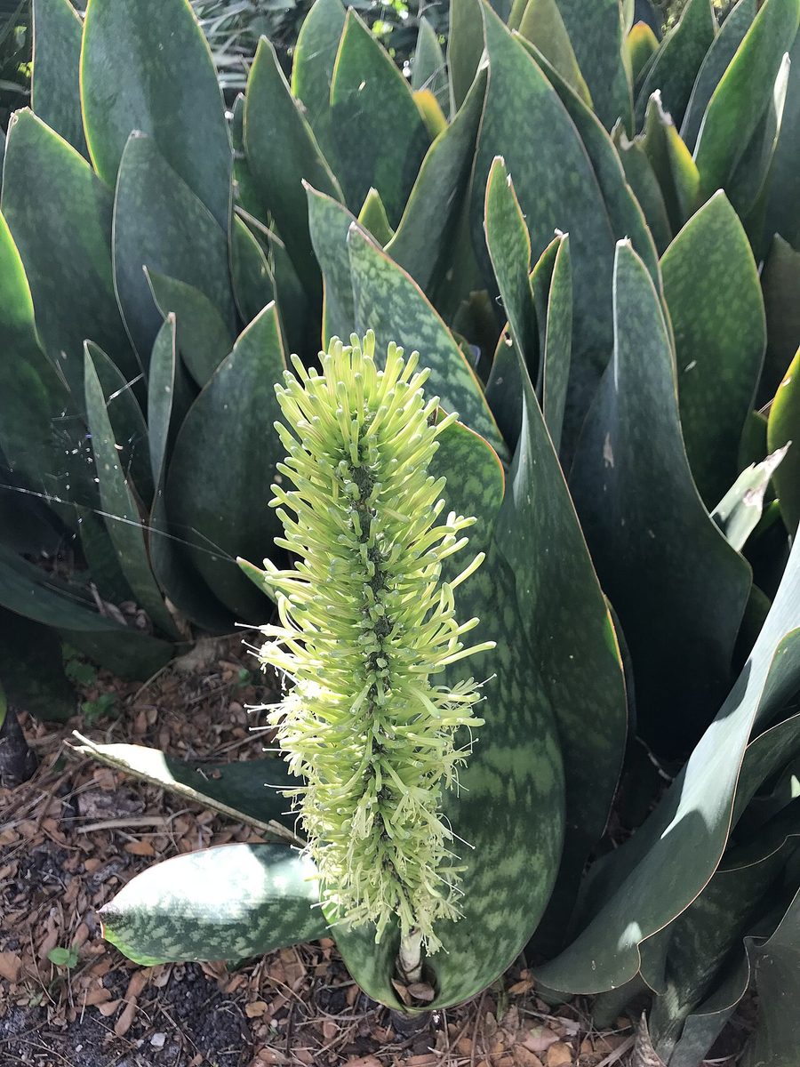 Dracaena masoniana