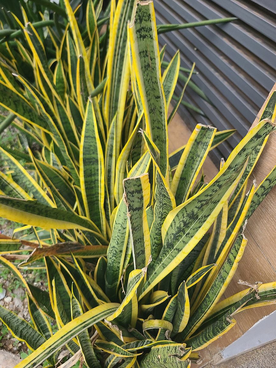 Dracaena trifasciata
