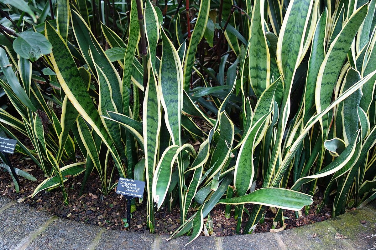Dracaena trifasciata 'Laurentii'