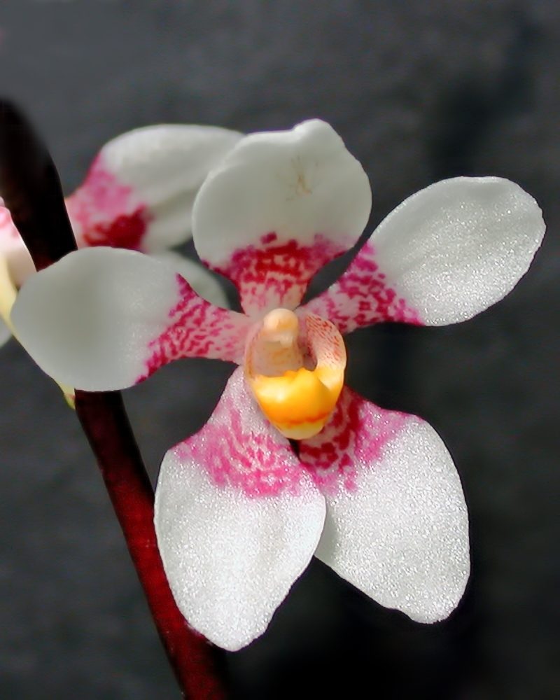 Sarcochilus