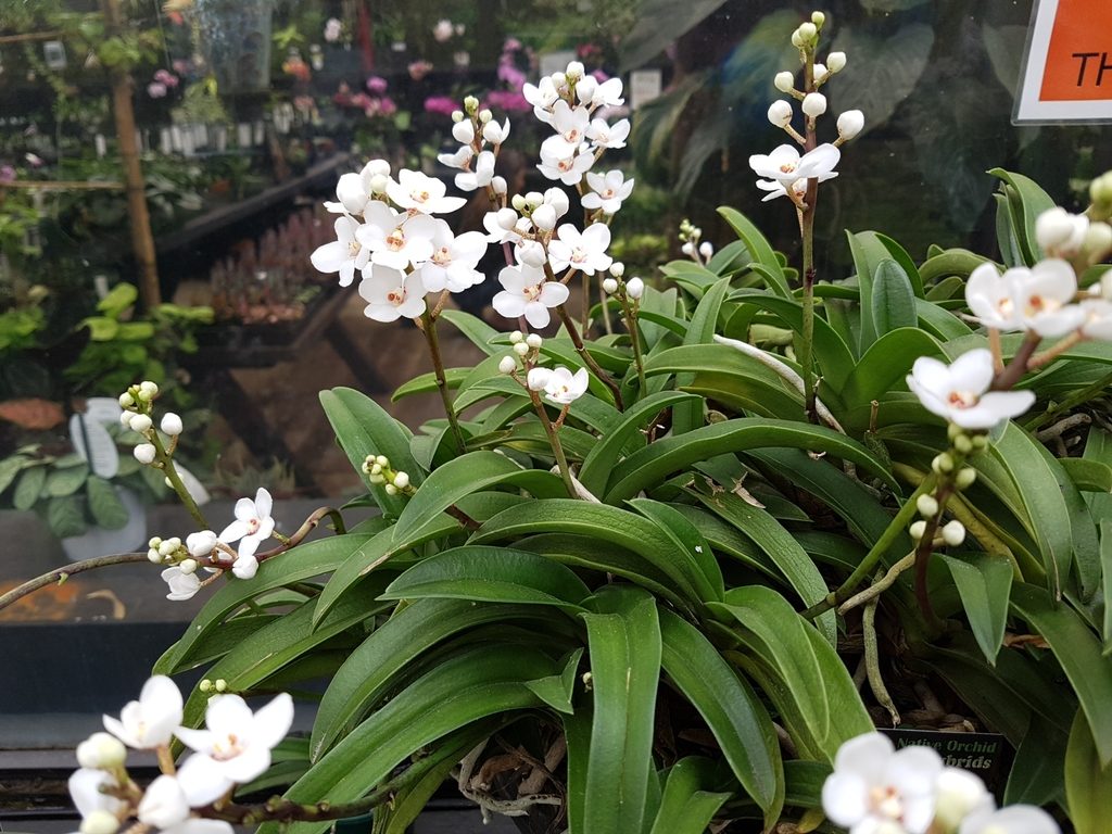 Sarcochilus hartmannii
