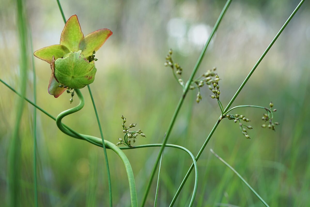 Sarraceniaceae