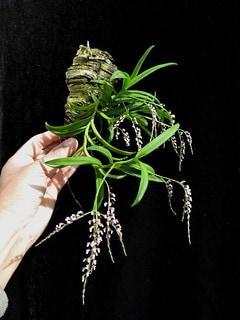Schoenorchis gemmata
