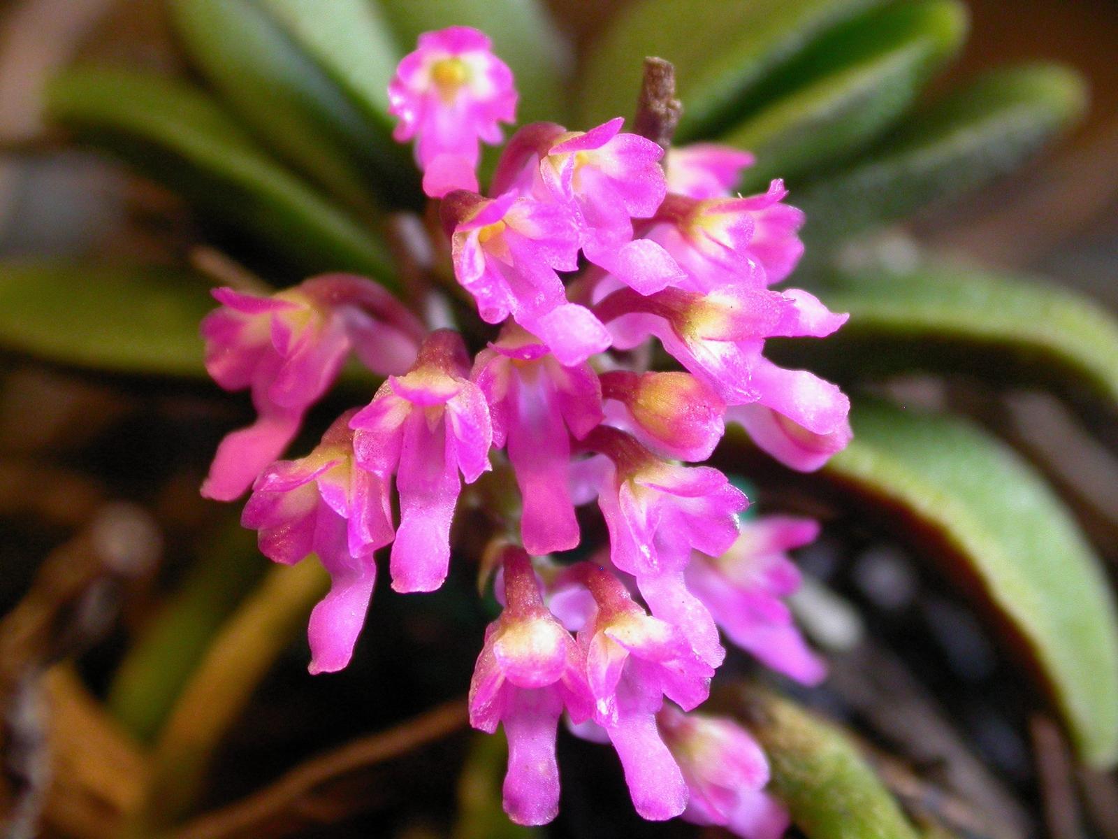 Schoenorchis