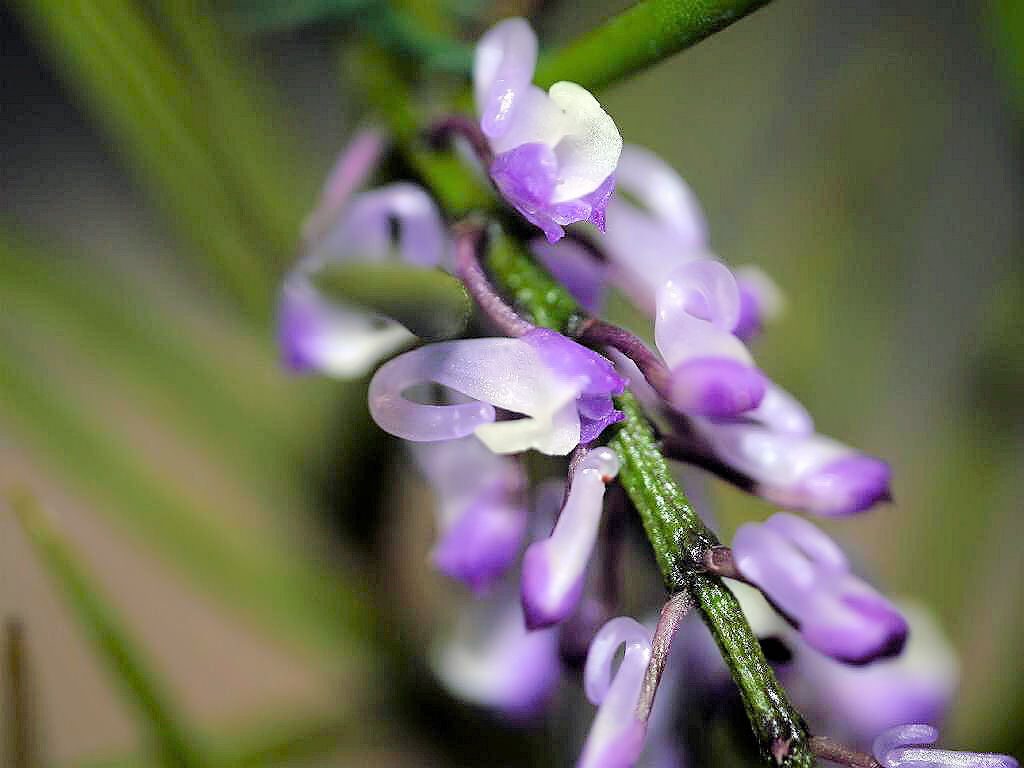 Schoenorchis juncifolia