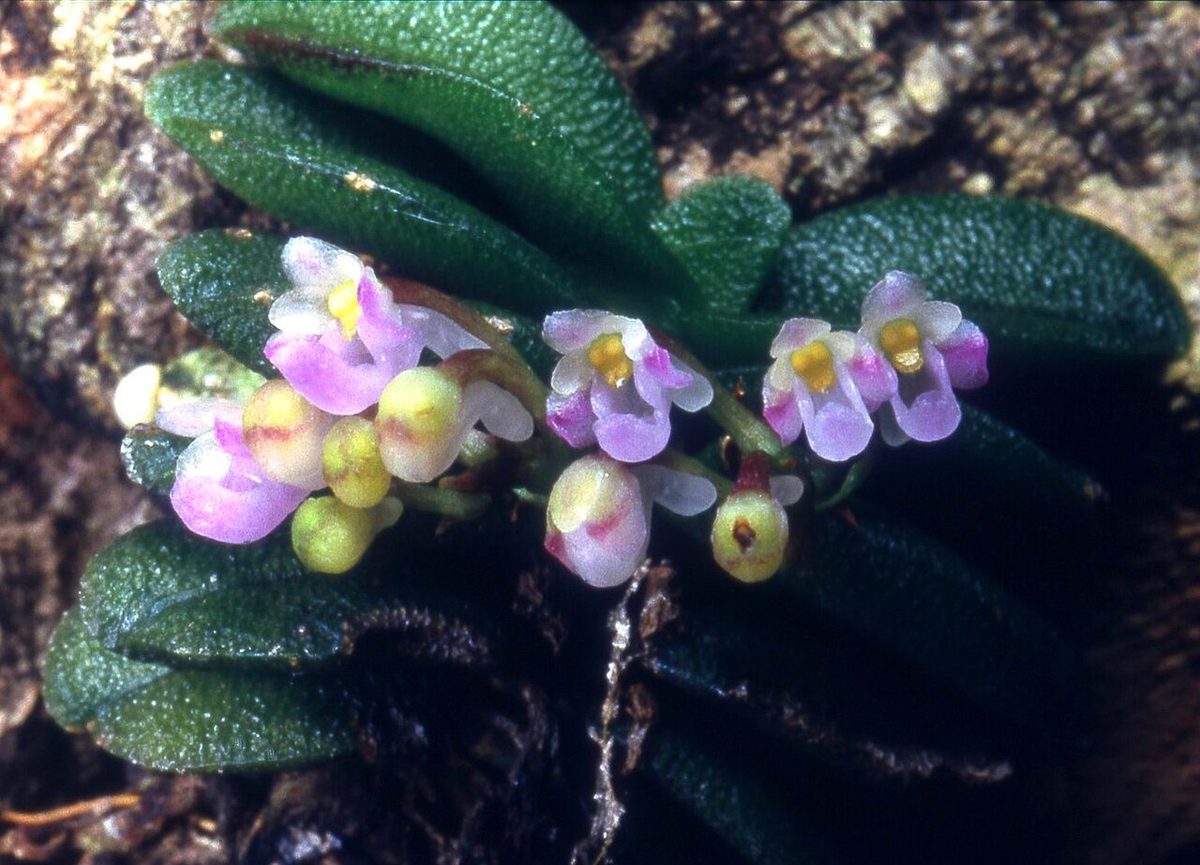 Schoenorchis seidenfadenii