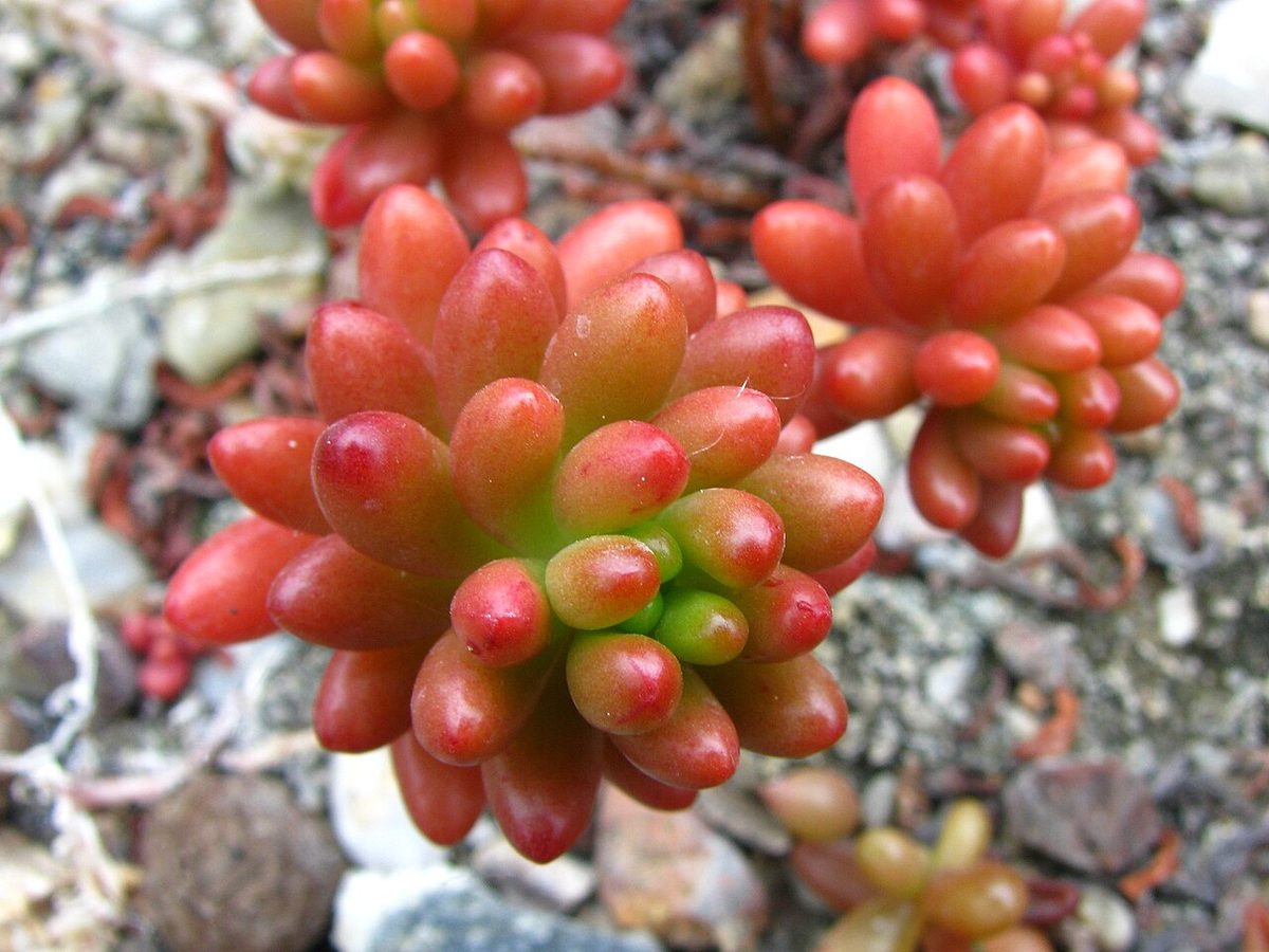 Sedum rubrotinctum