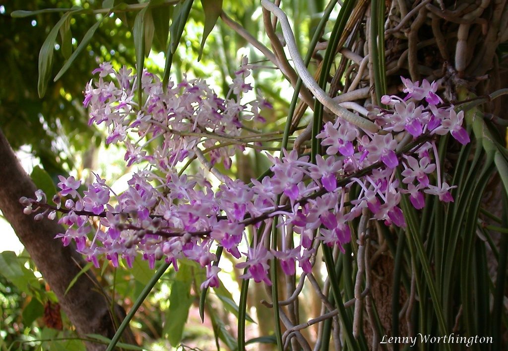 Seidenfadenia