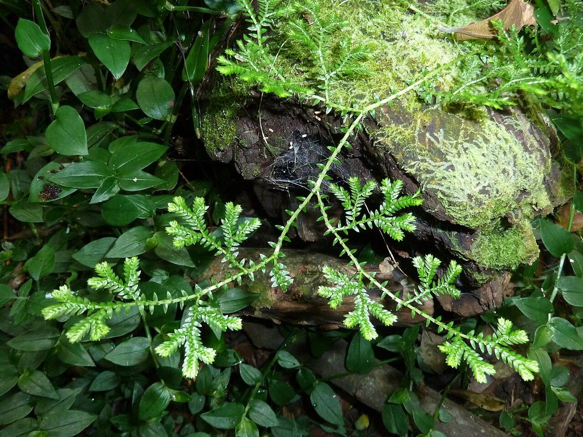 Selaginellaceae