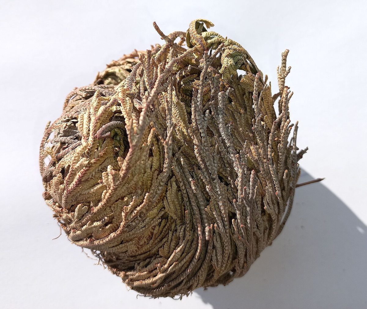 Selaginella lepidophylla