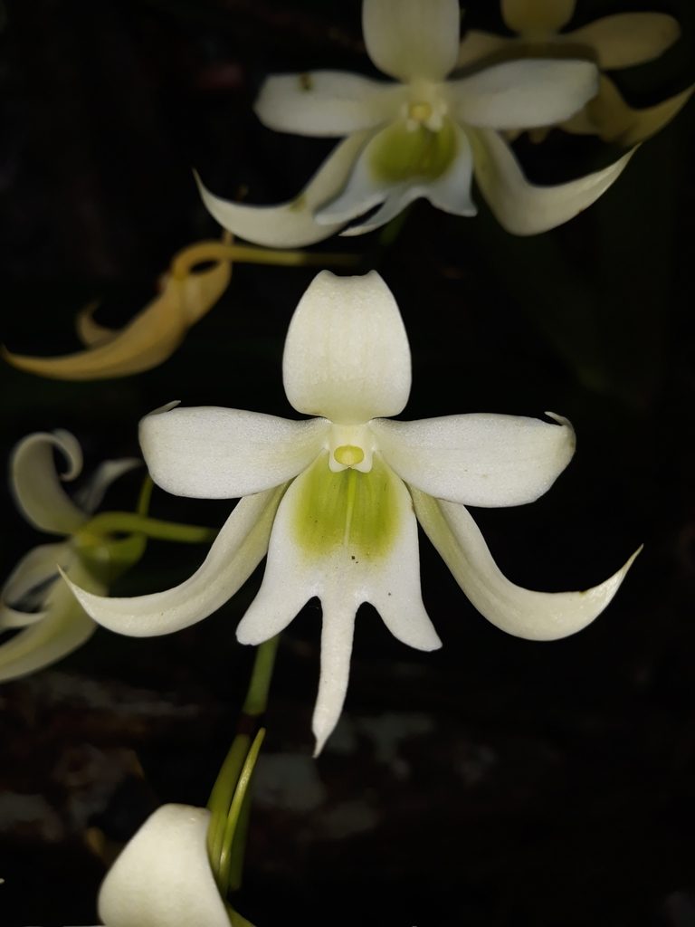 Sobennikoffia robusta
