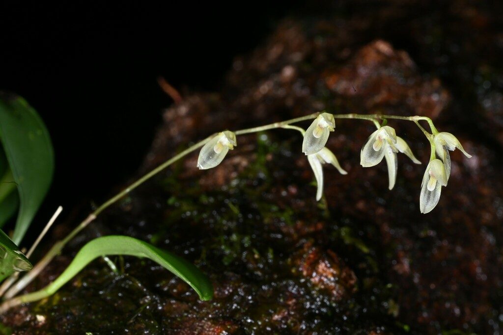 Specklinia grobyi