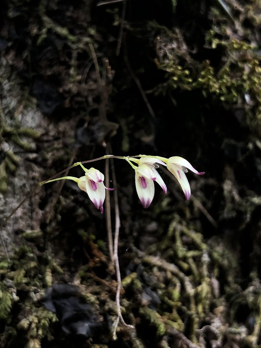 Specklinia