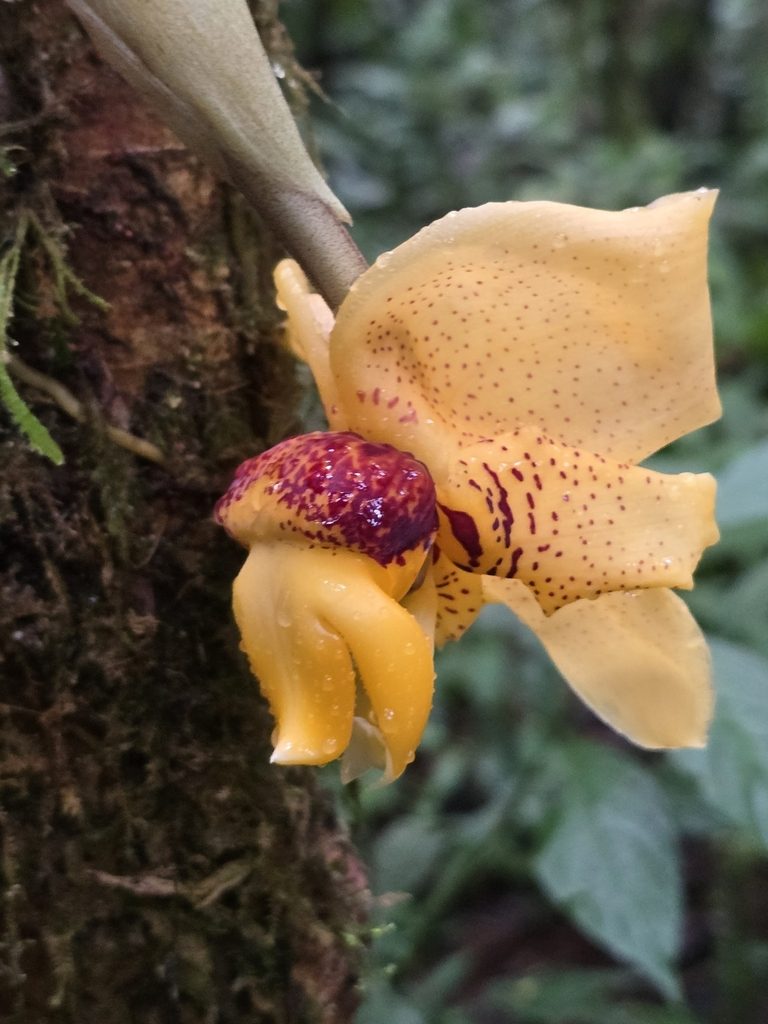 Stanhopea connata