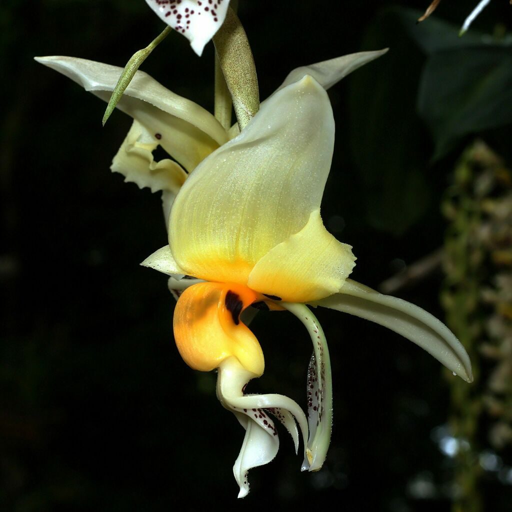 Stanhopea embreei