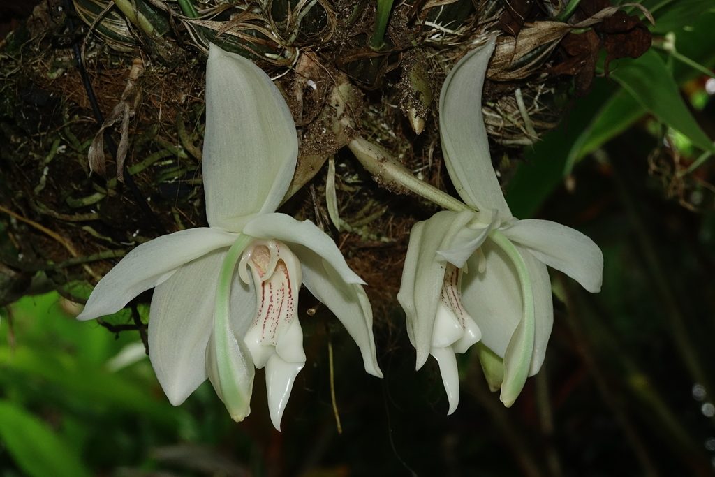 Stanhopea grandiflora