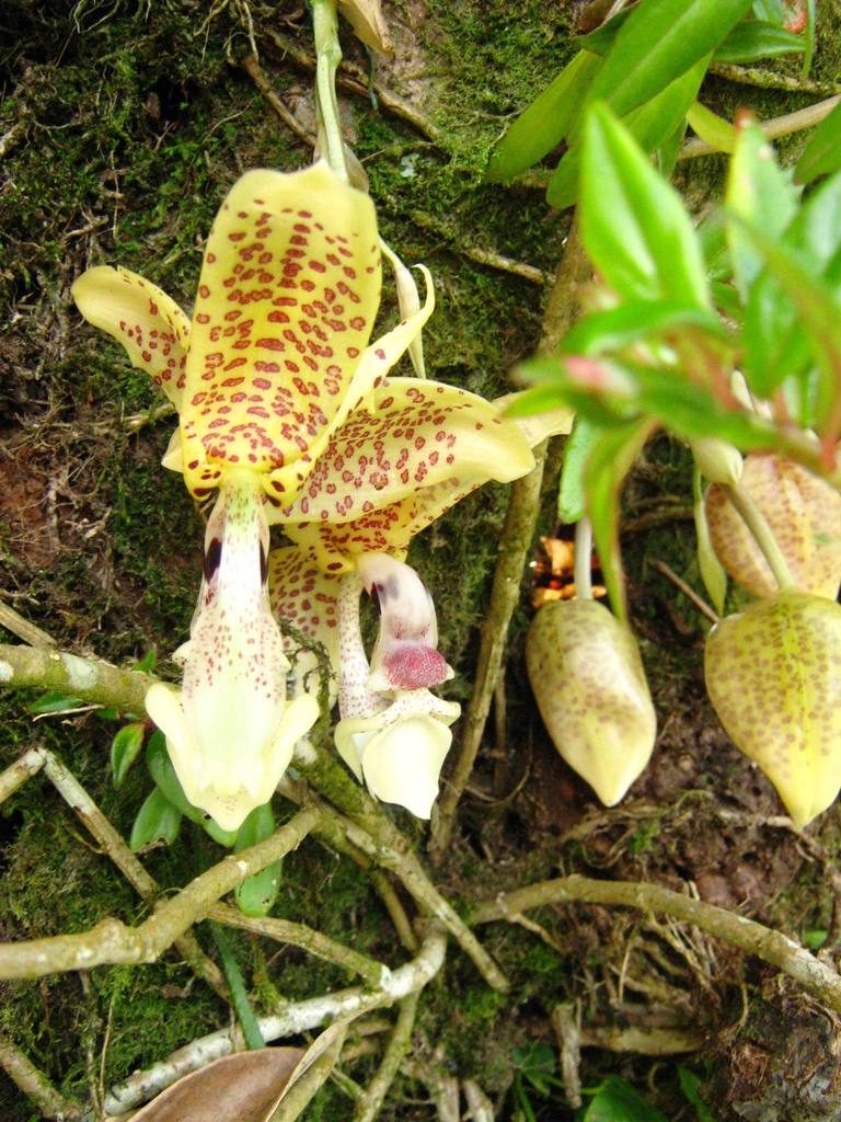 Stanhopea hernandezii