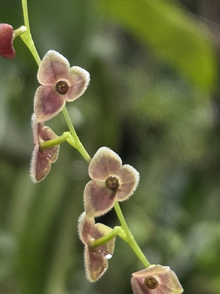 Stelis argentata