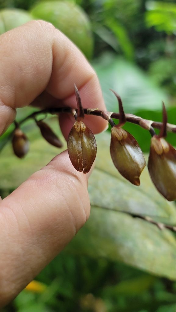 Stelis