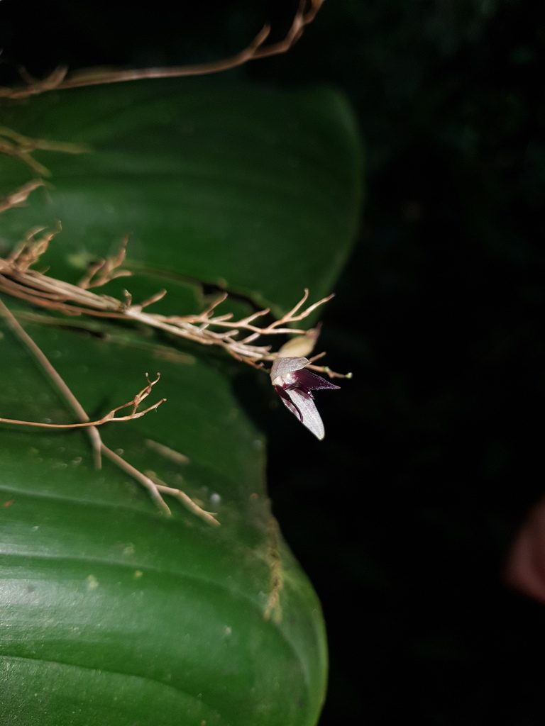 Stelis janetiae