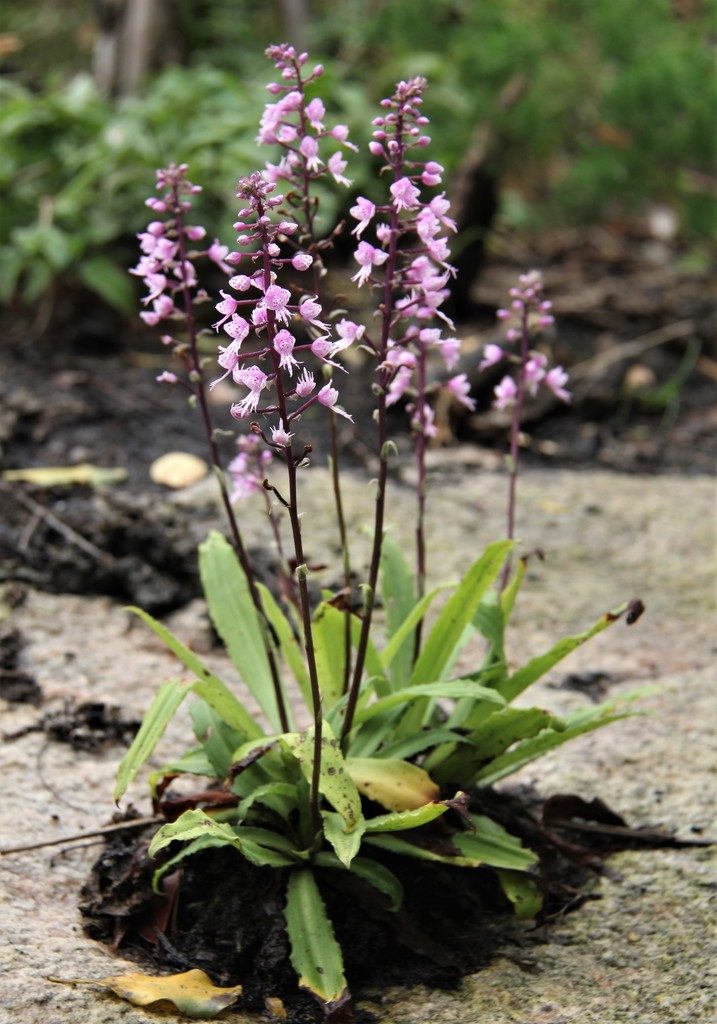 Stenoglottis