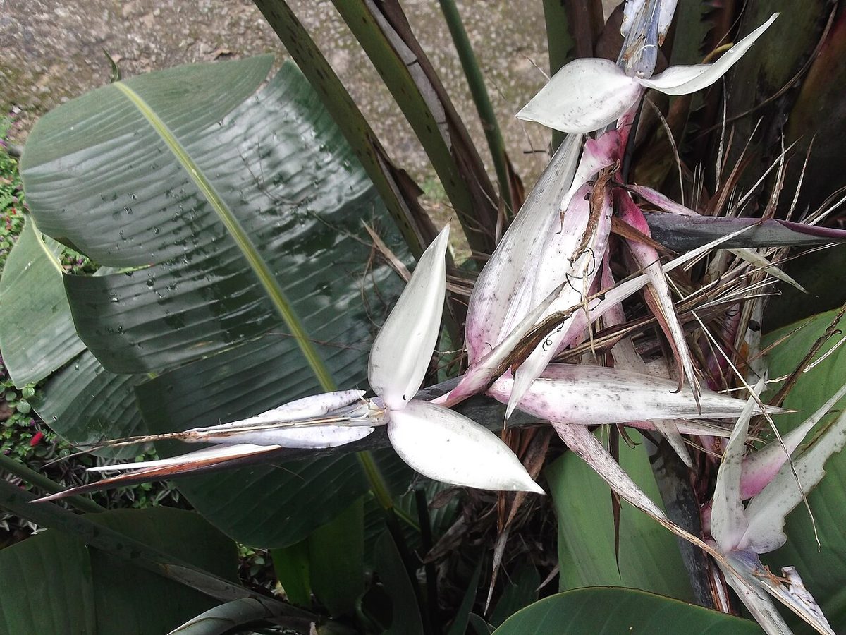 Strelitzia alba