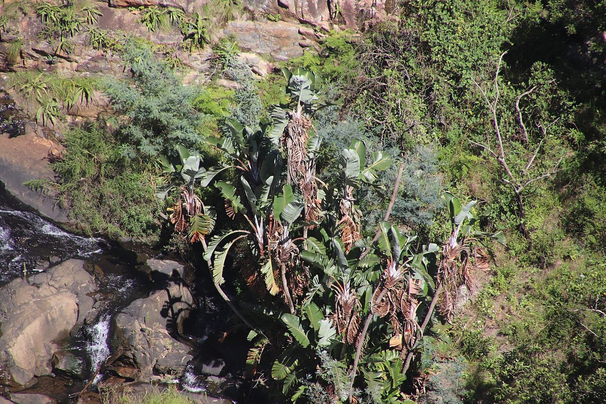 Strelitzia caudata