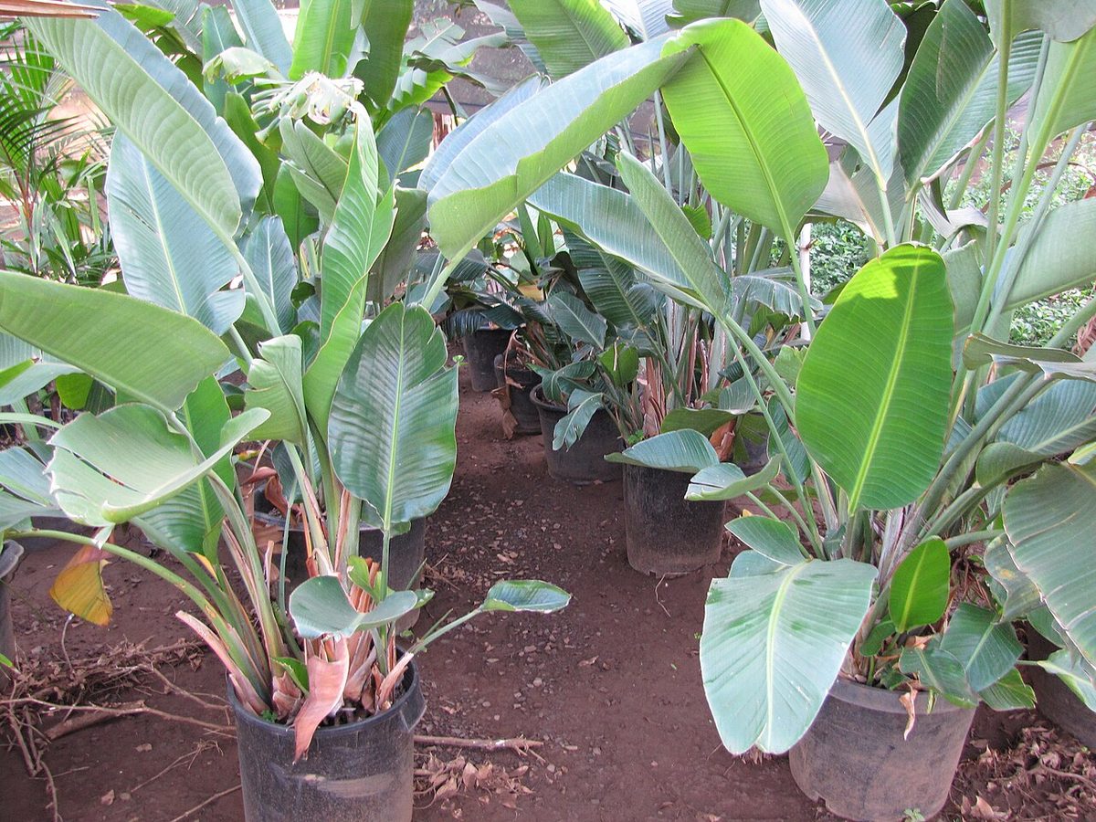 Strelitzia nicolai