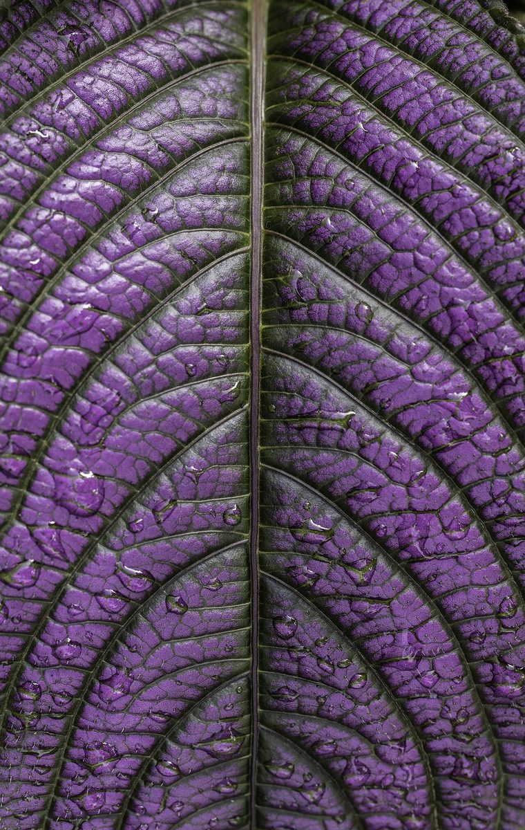 Strobilanthes