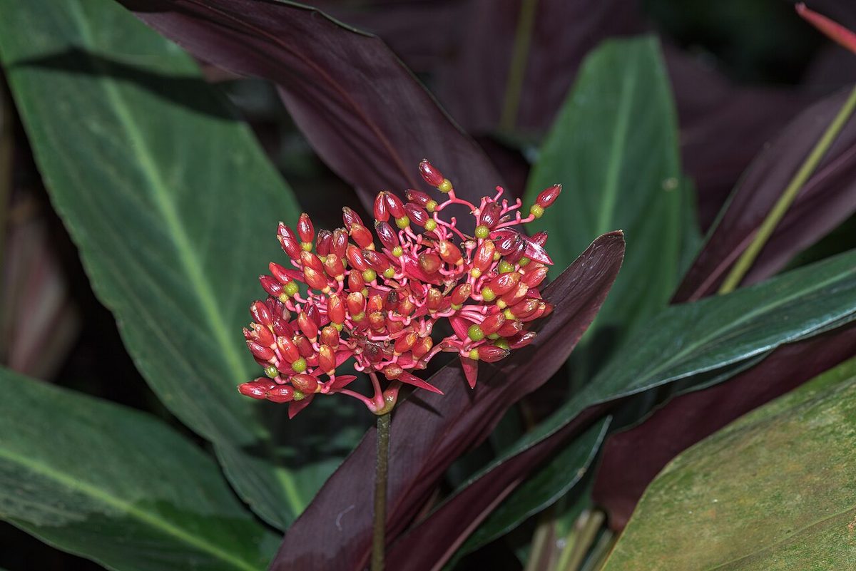 Stromanthe sanguinea