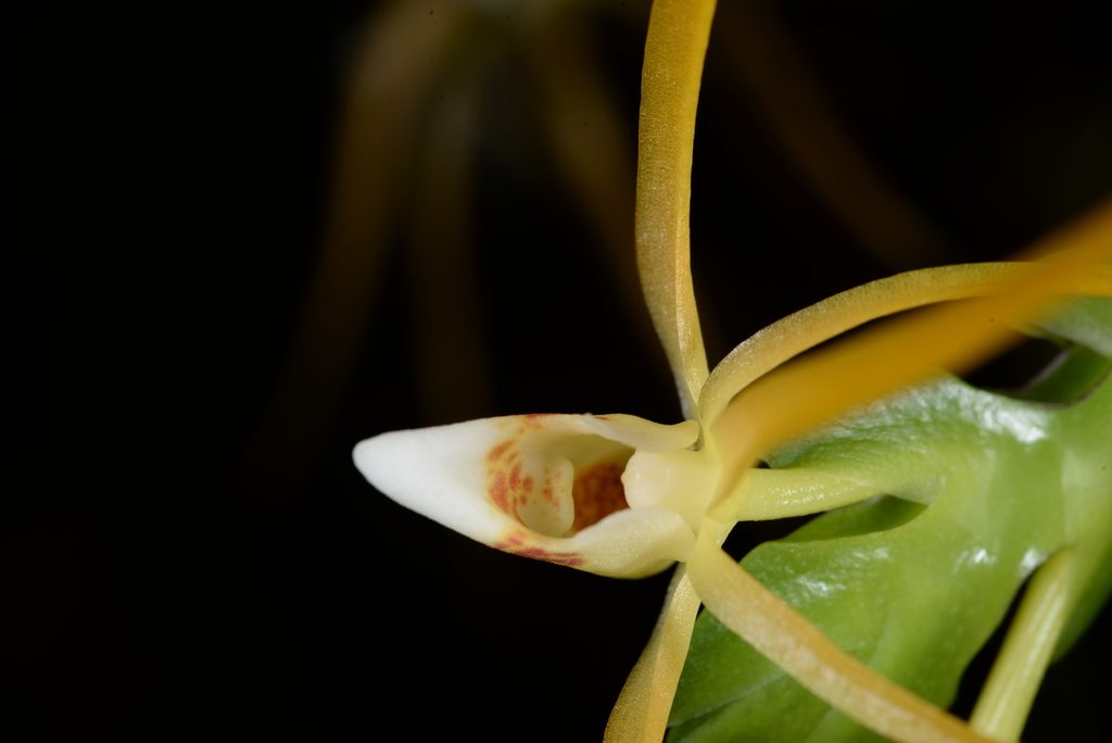 Thrixspermum