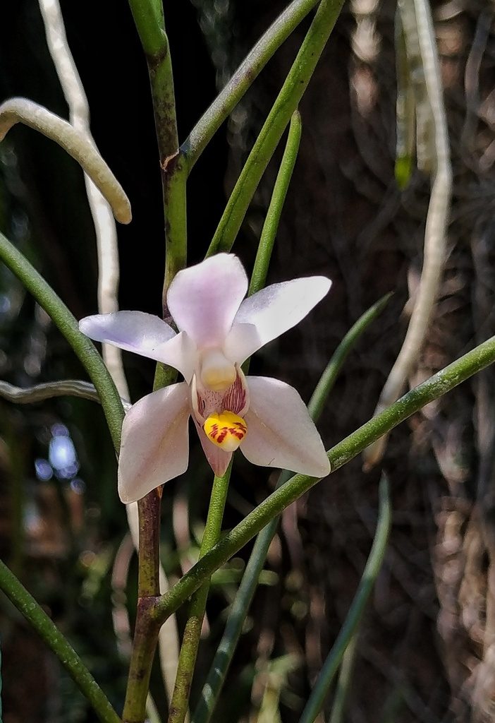 Thrixspermum filiforme