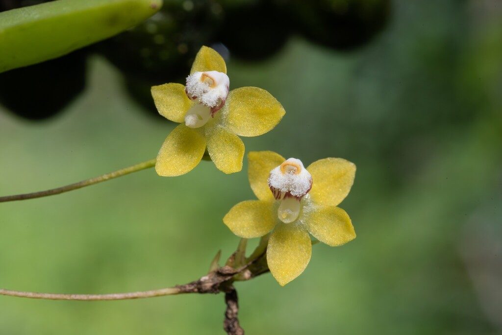 Thrixspermum merguense