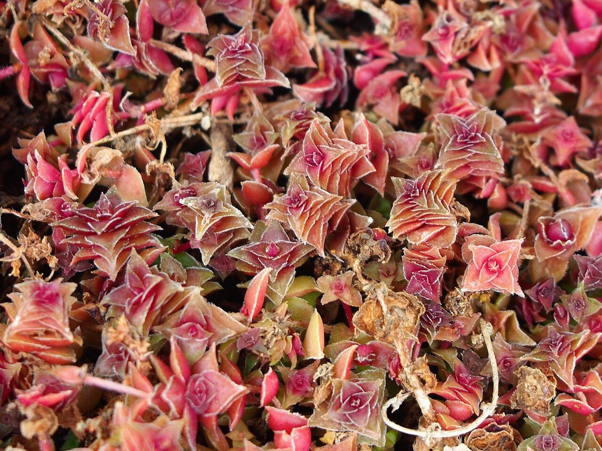 thyrsiflora