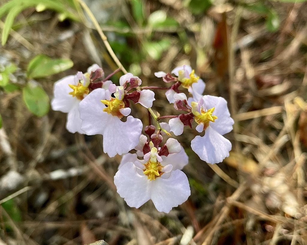Tolumnia sylvestris