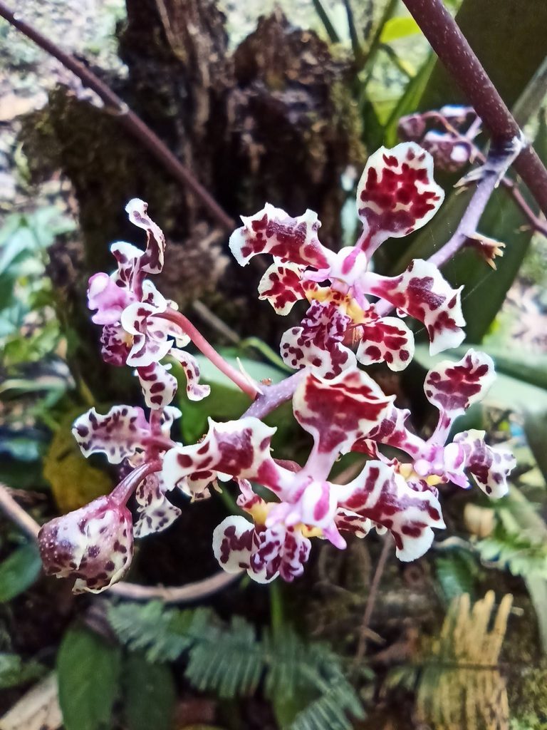Trichocentrum