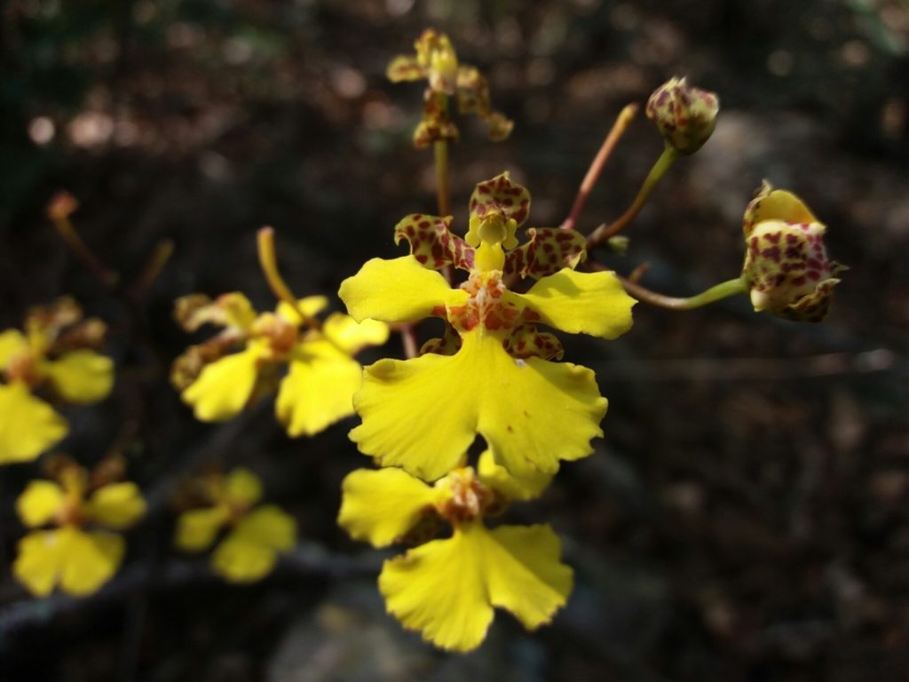 Trichocentrum cebolleta