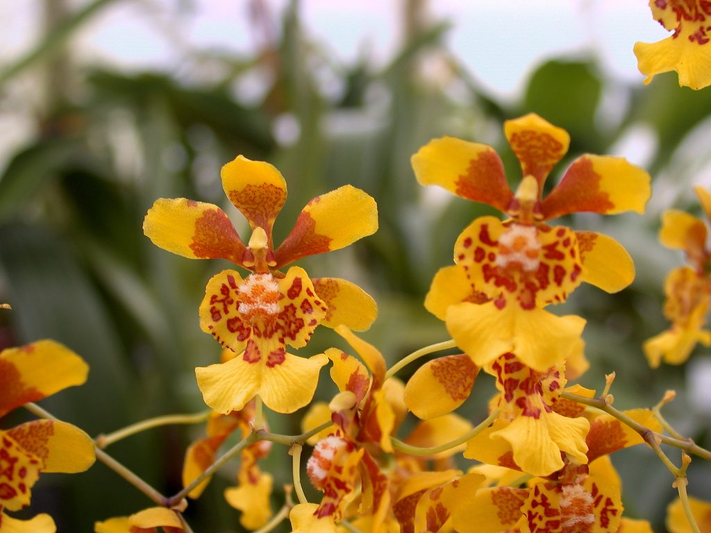 Trichocentrum divaricatum