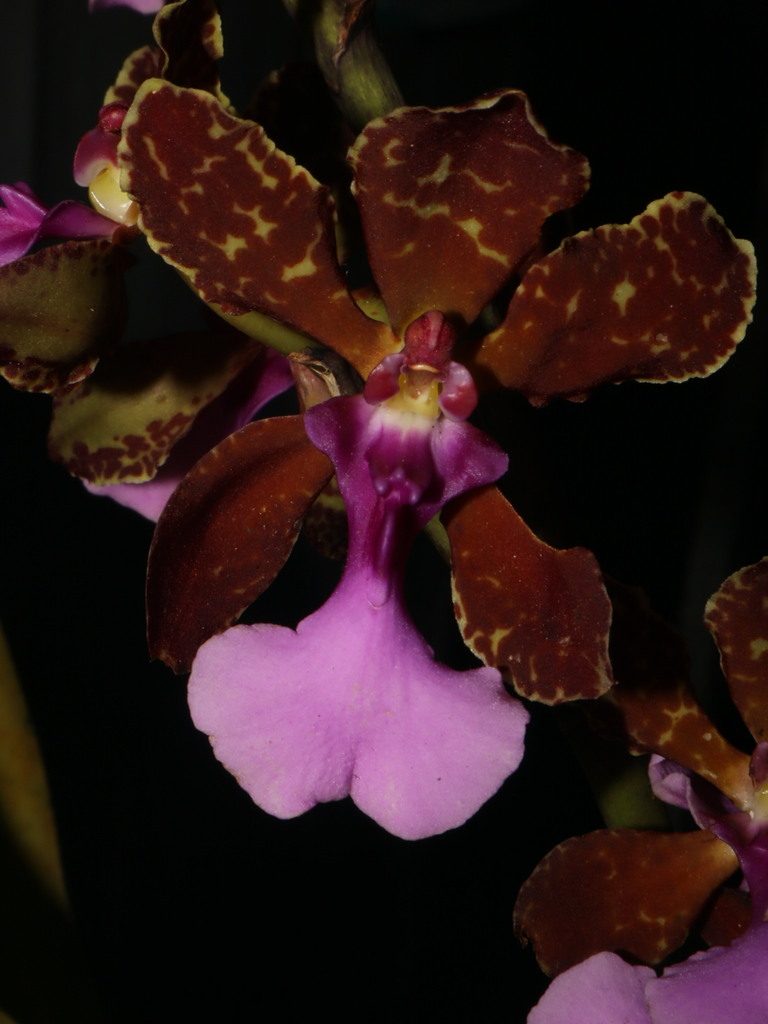 Trichocentrum lanceanum