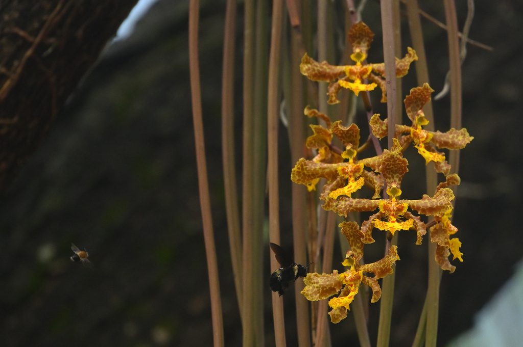 Trichocentrum stacyi