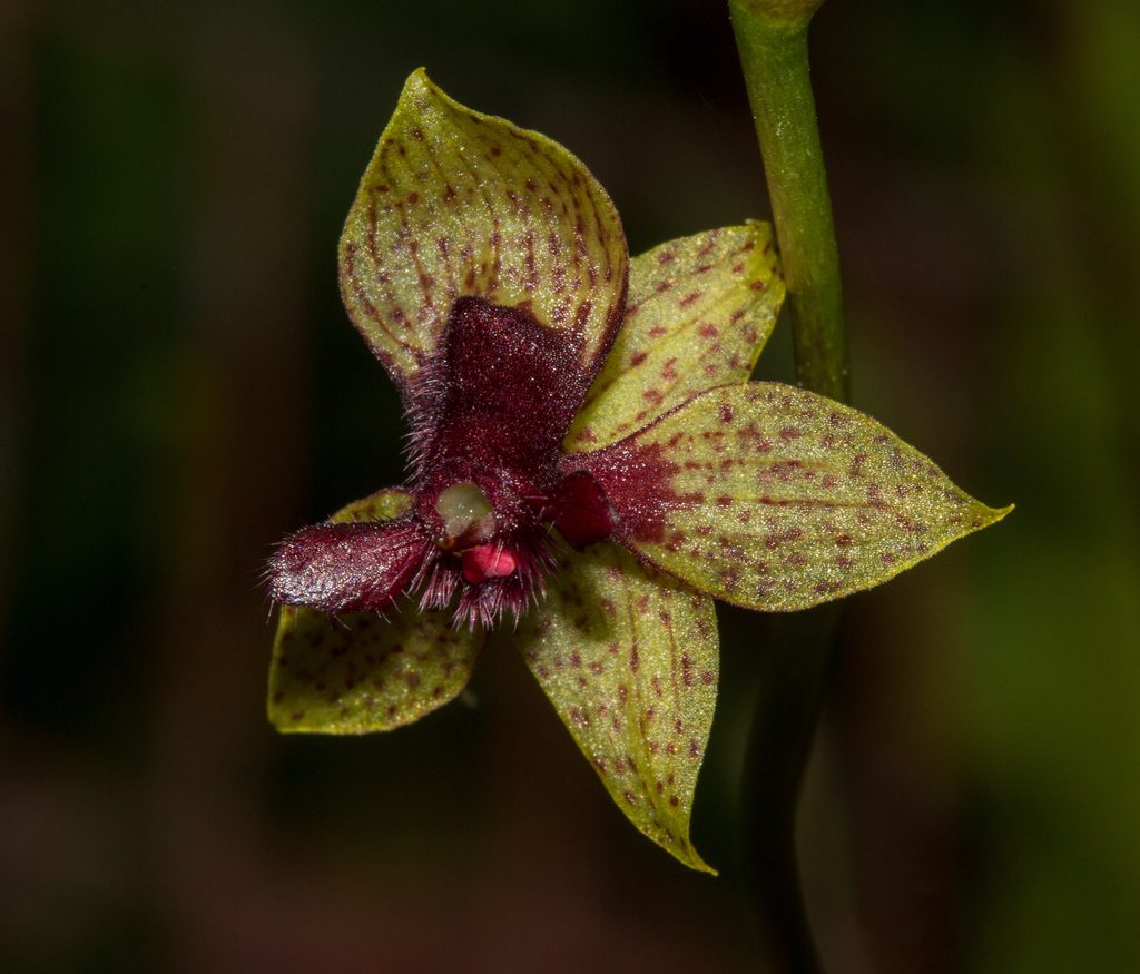 Trichoceros