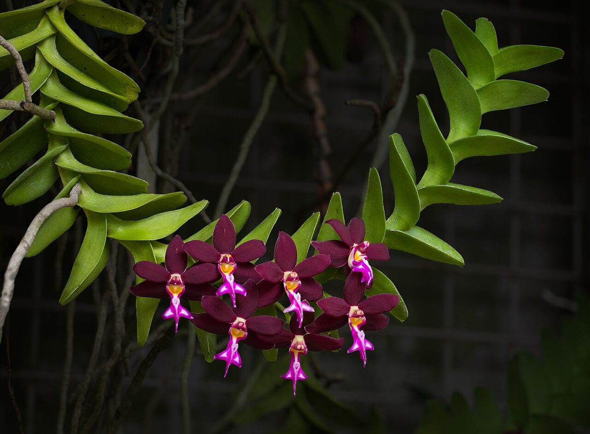 Trichoglottis